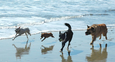 dogs_beach